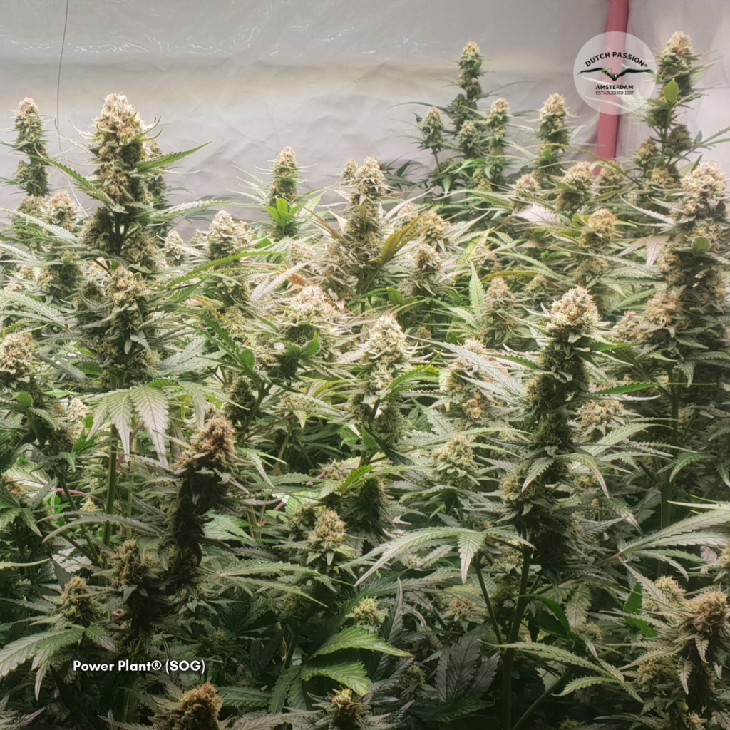 Dutch Passion Power Plant grown with the SOG method