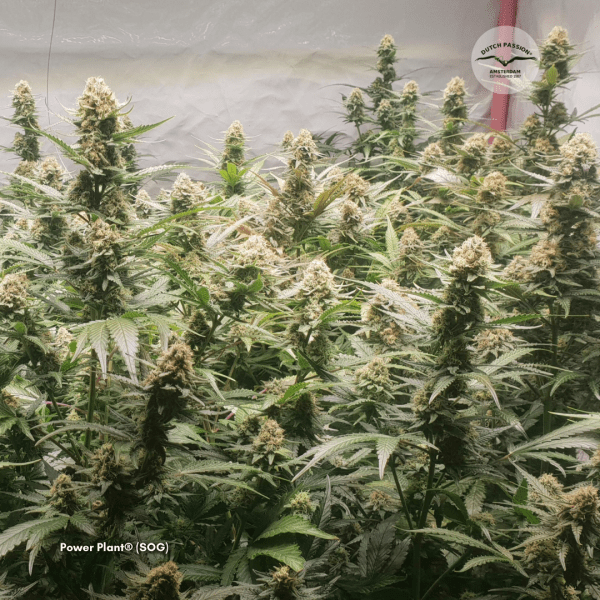 SOG How to Grow Cannabis with the Sea of Green Method