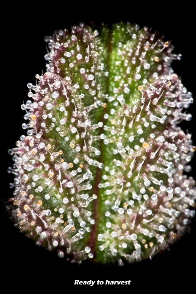 trichomes ready to harvest cannabis