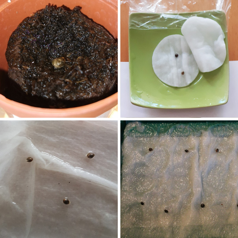 Soaking cannabis seeds during germination causes them to stagnate.