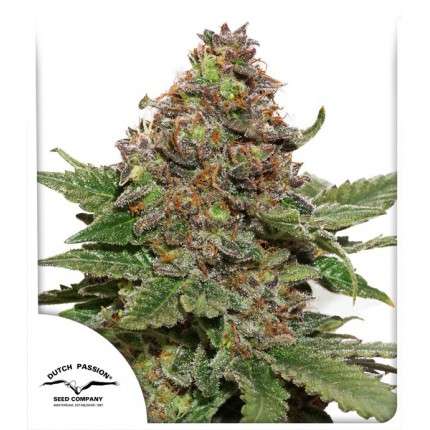 Strawberry Cough feminised cannabis seeds