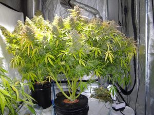 Deep Water Culture (DWC) Cannabis Grow Guide | Dutch Passion