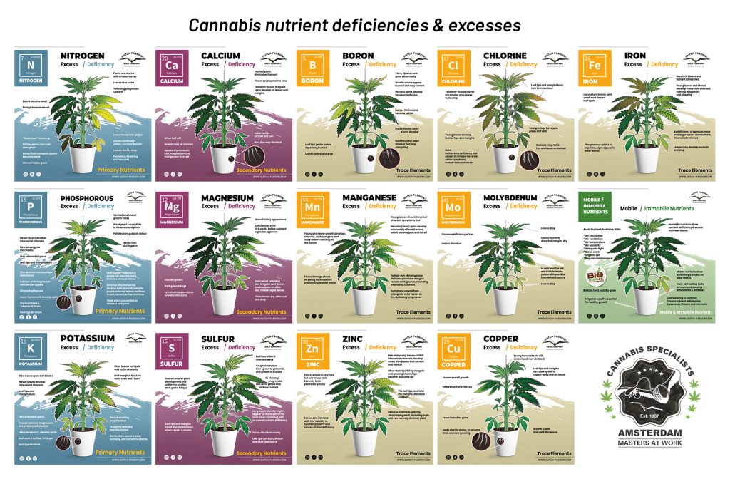 Cannabis nutrient deficiencies and excesses chart
