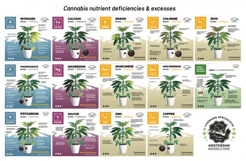 Cannabis Flowering Stage How-to Guide | Dutch Passion