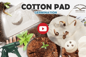 Cotton pad germination video