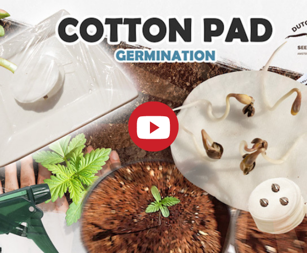 Cotton pad germination video