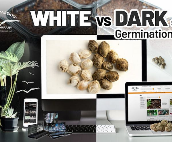 White vs Dark cannabis seed germination