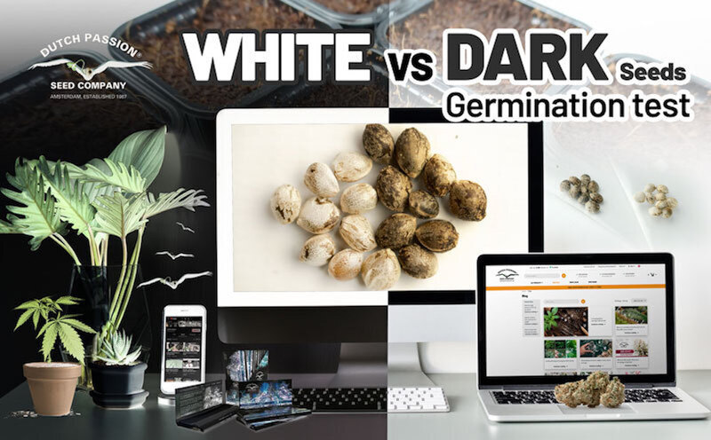 White vs Dark cannabis seed germination