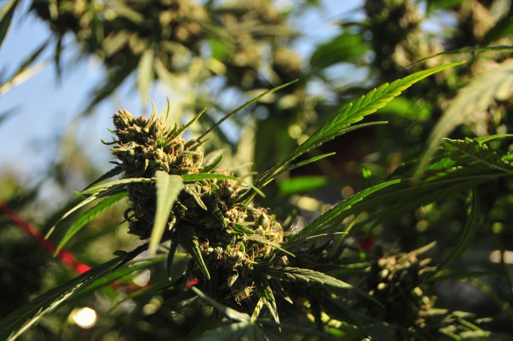 How cold can marijuana grow