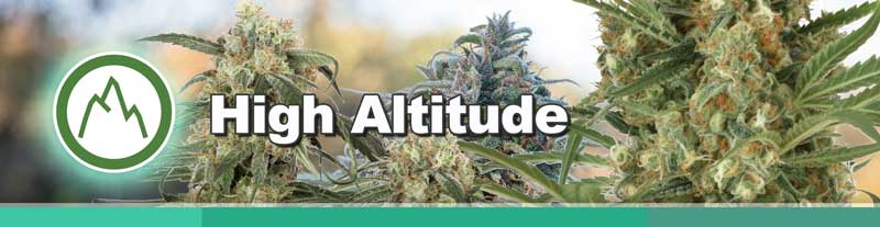 Buy High Altitude cannabis seeds from Dutch Passion