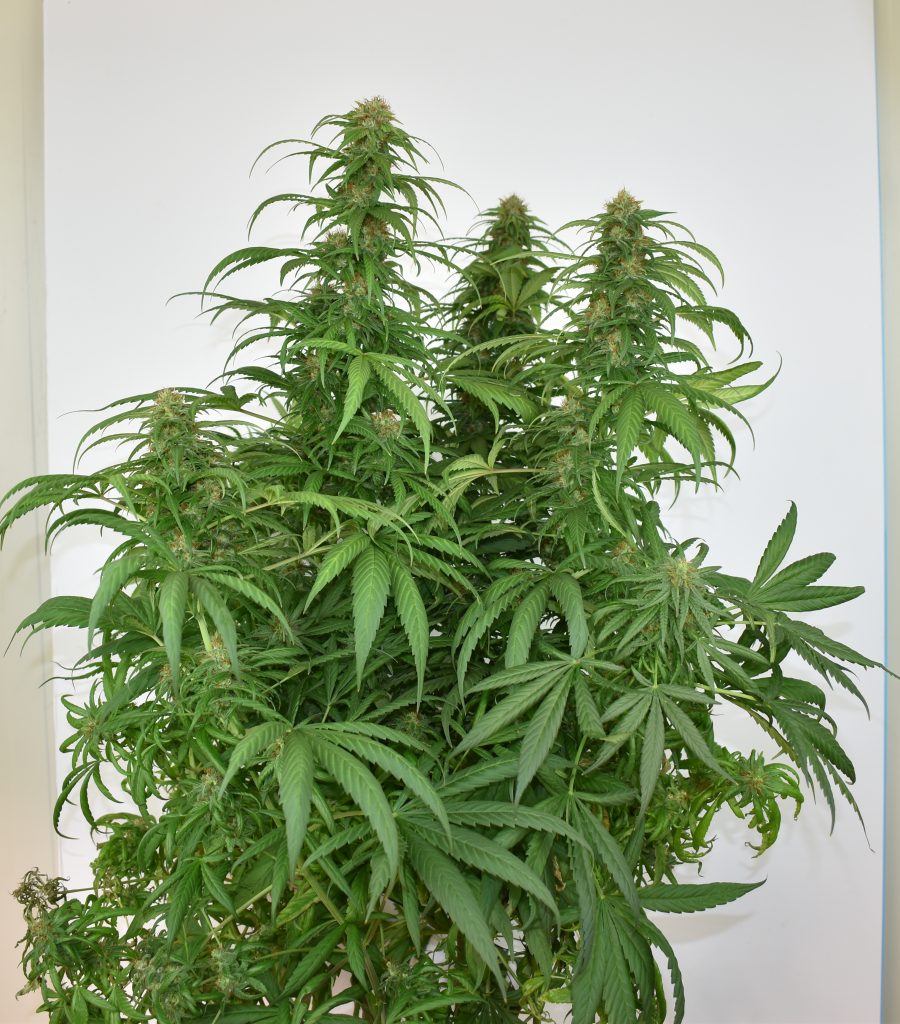 CBG-Force feminised seeds grow report by Mr Jose