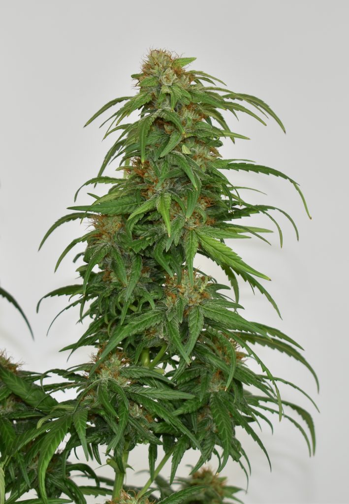 CBG-Force feminised seeds grow report by Mr Jose