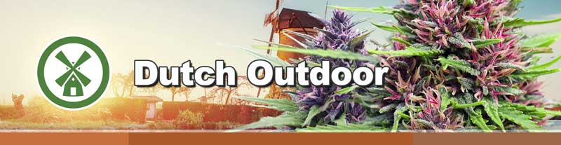 Outdoor cannabis seeds for cold climate