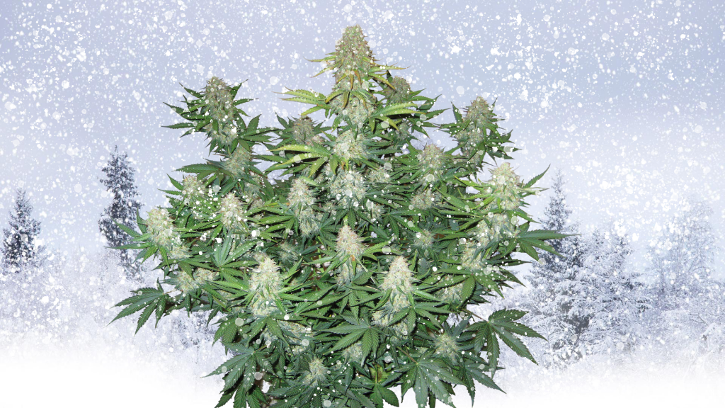 Can you grow weed outdoors in the winter