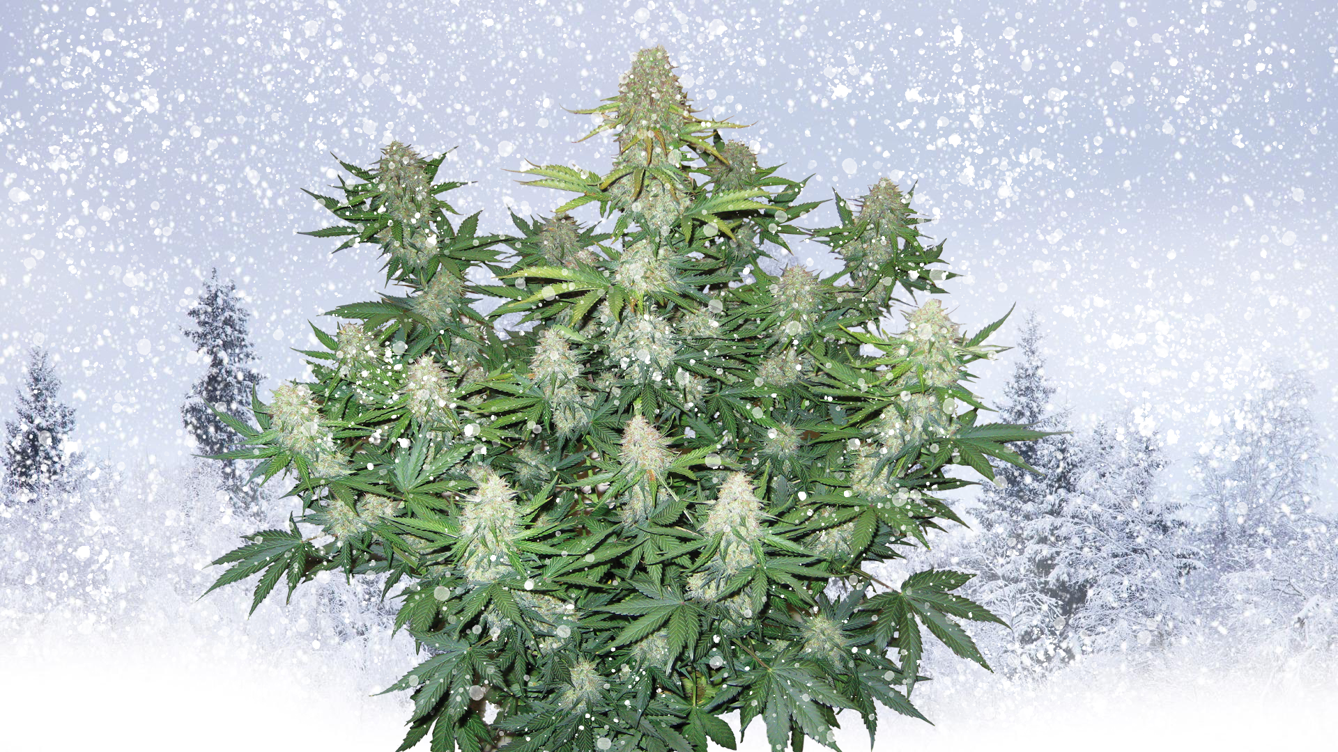 https://dutch-passion.blog/wp-content/uploads/2020/12/growing-cannabis-in-cold-climates.png