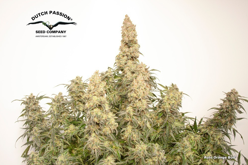 Auto Orange Bud fruity autoflower by Dutch Passion