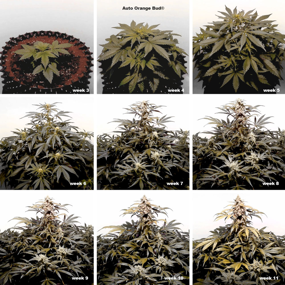 Auto Orange Bud week by week grow pictures