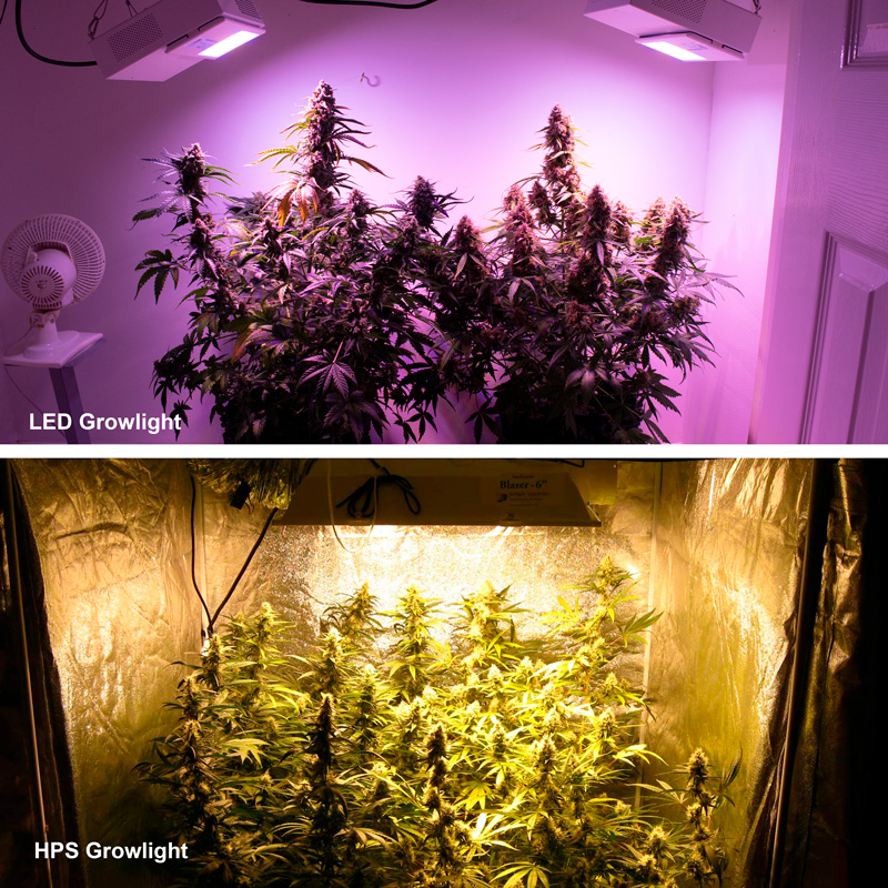 LED vs HPS grow light indoor cannabis