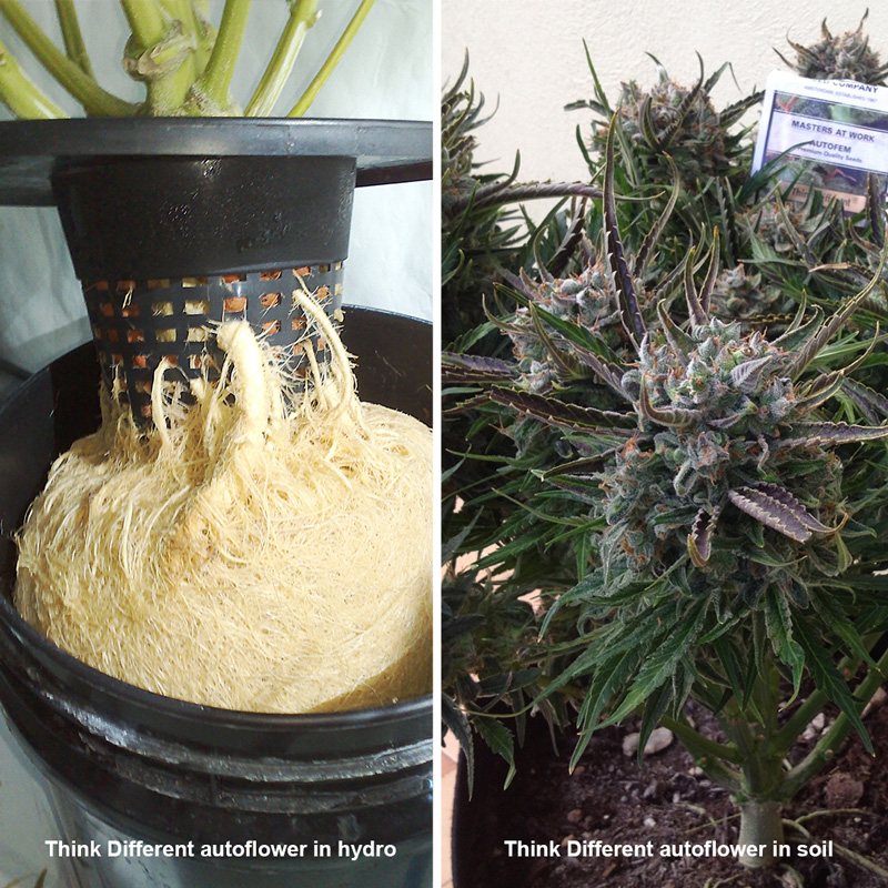 Growing indoor cannabis in hydroponic vs in soil