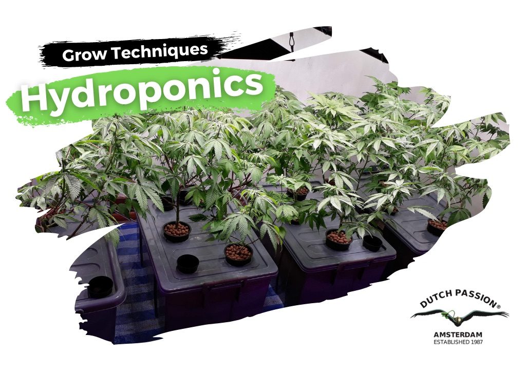 Hydroponic cannabis growing guide