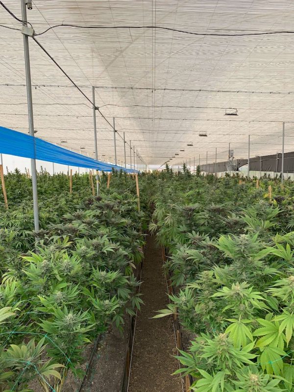 Hydroponic Cannabis Growing Guide Dutch Passion