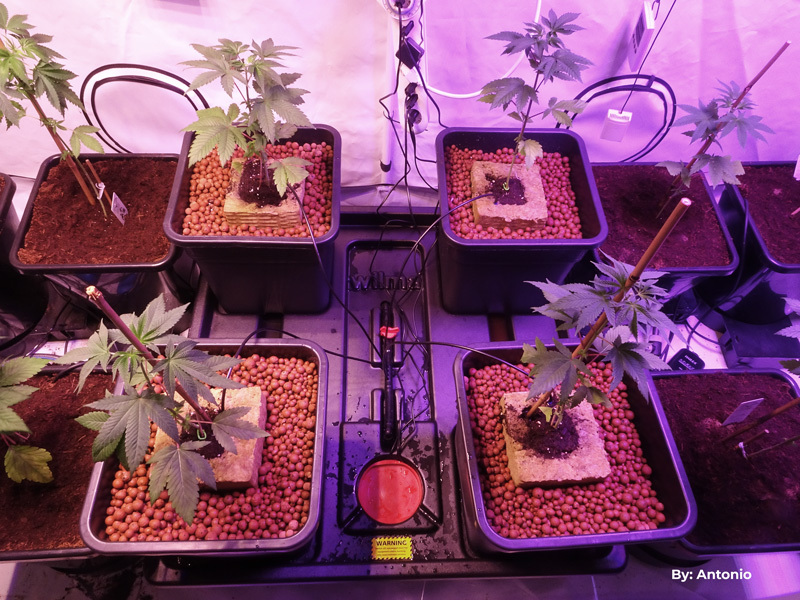 Hydro cannabis grow guide