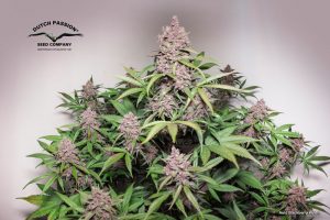 Auto Blackberry Kush grown in a tent with 200W LED in 30l air-pot