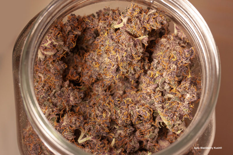 Auto Blackberry Kush buds curing in a jar