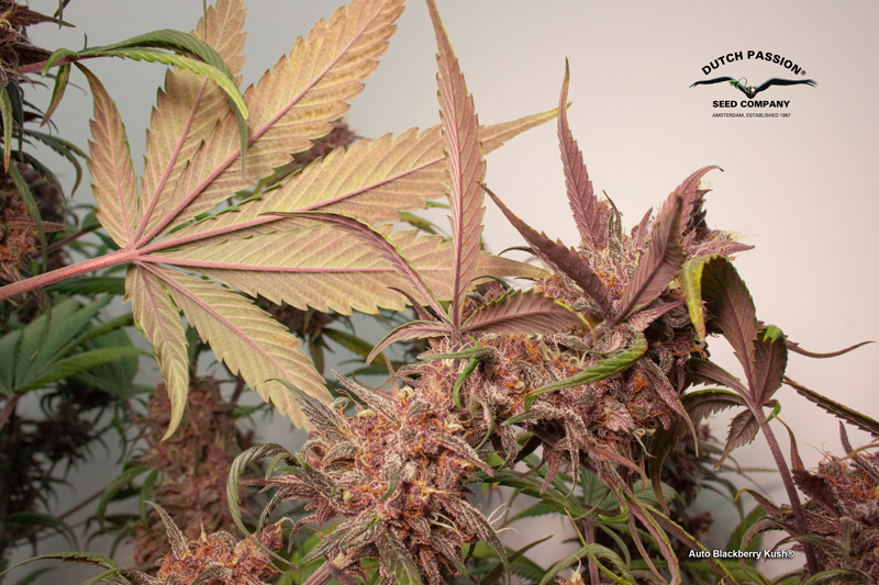 Purple coloured buds and leaves on Auto Blackberry Kush