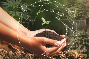 Cannabis seedling how to guide by Dutch Passion