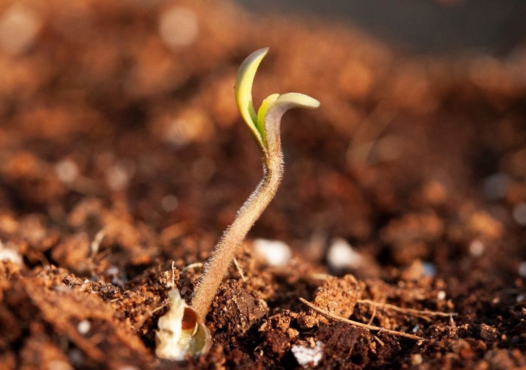 Cannabis seedling thriving in clean soil