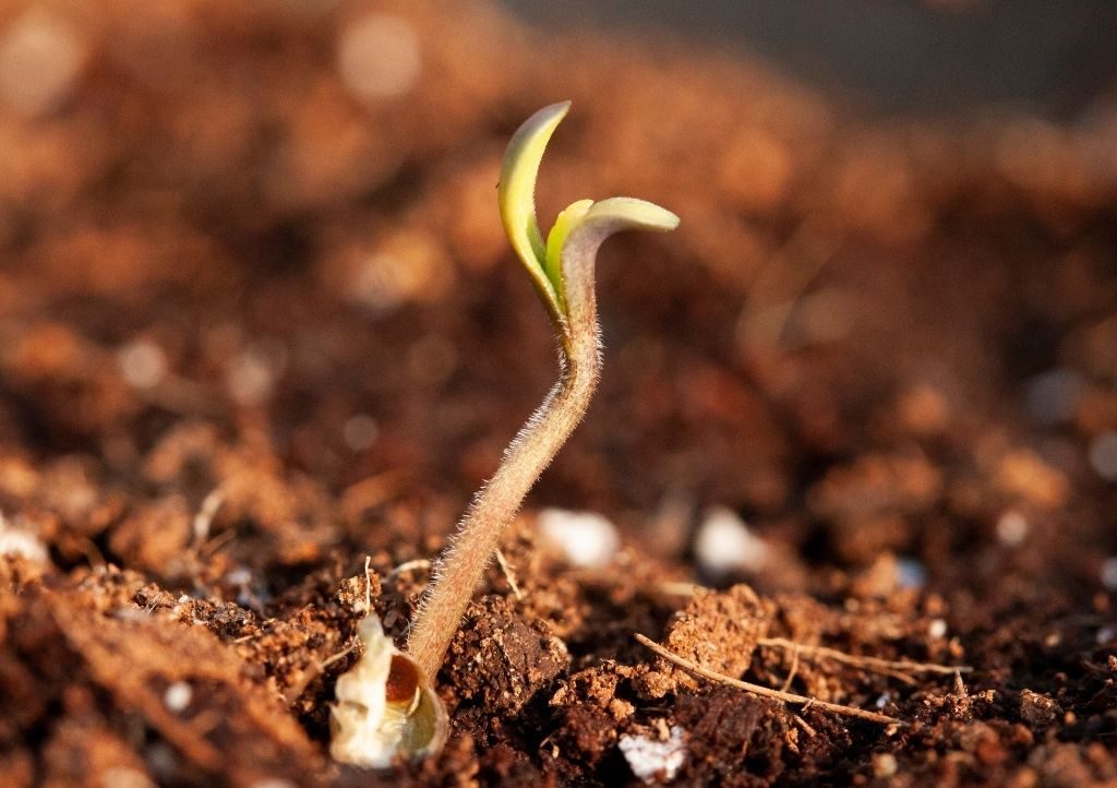 germination of seeds