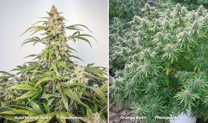Auto Orange Bud vs Orange Bud  cannabis plants indoor/outdoor