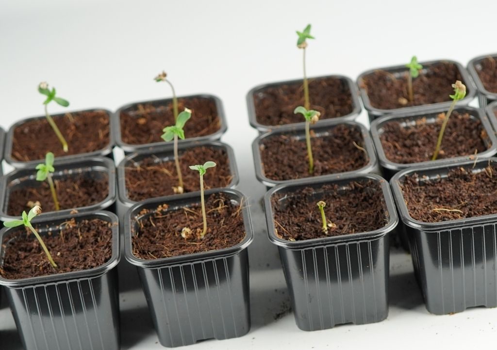 young cannabis seedlings in development