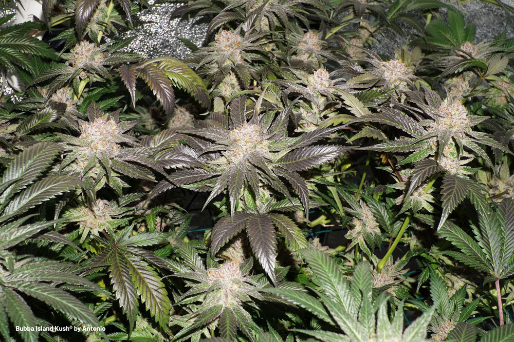 Best nutrients for indoor cannabis plants
