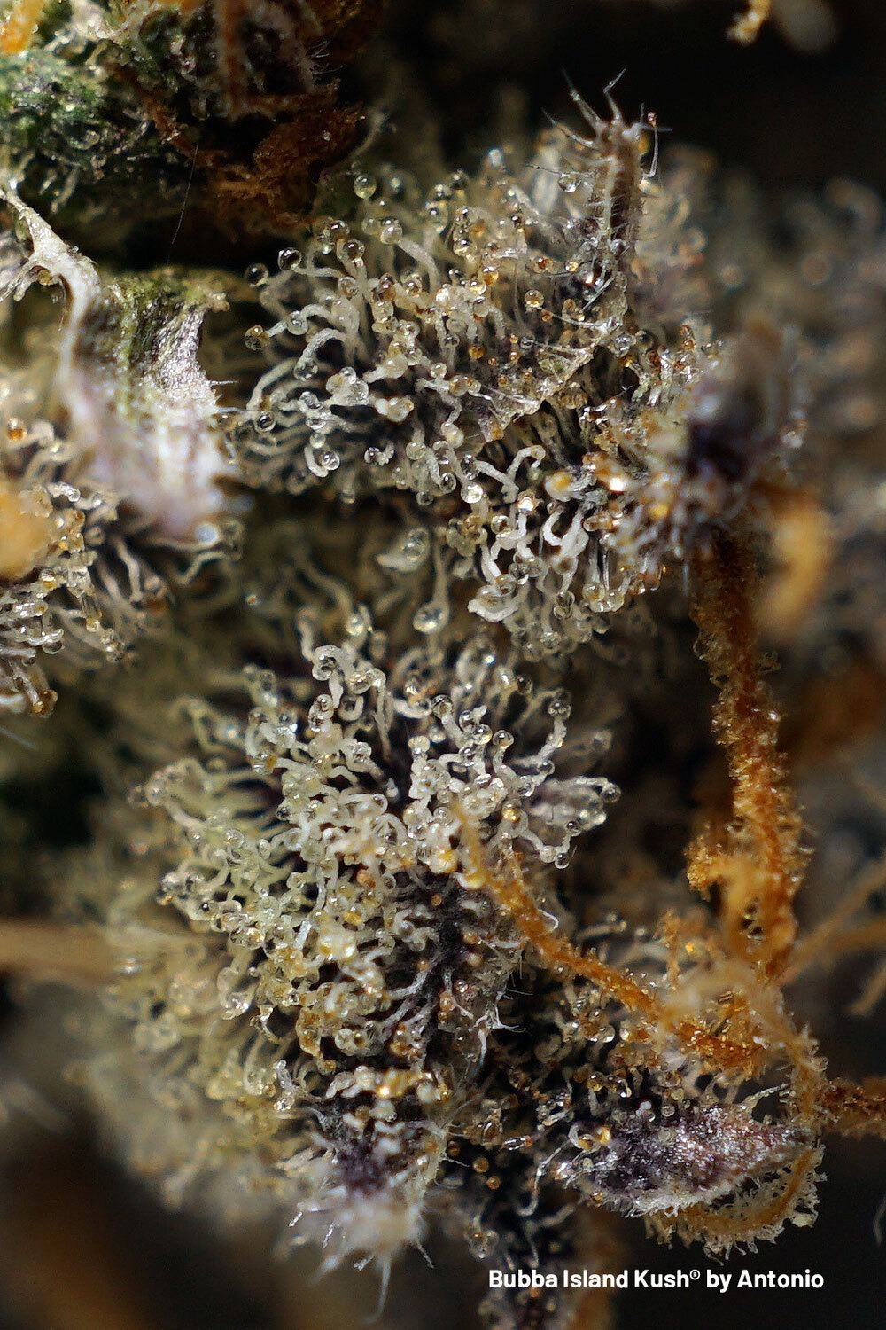 Bubba Island Kush super frosty nugs with thick layers of cloudy/amber trichomes.