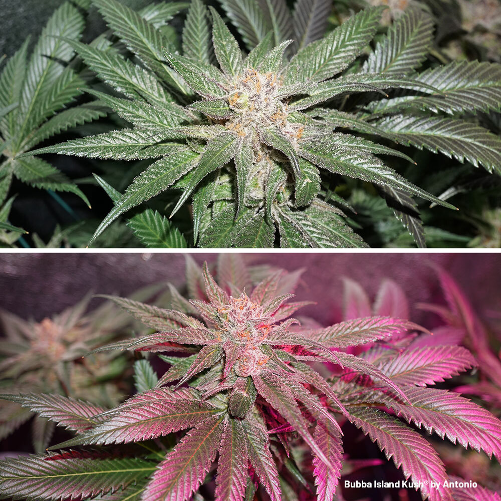 by lounge sende Cannabis Flowering Stage How-to Guide | Dutch Passion