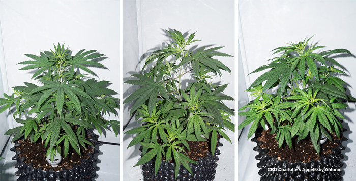 CBD Charlotte's Angel sativa structure with fast-growing side and lowest buds