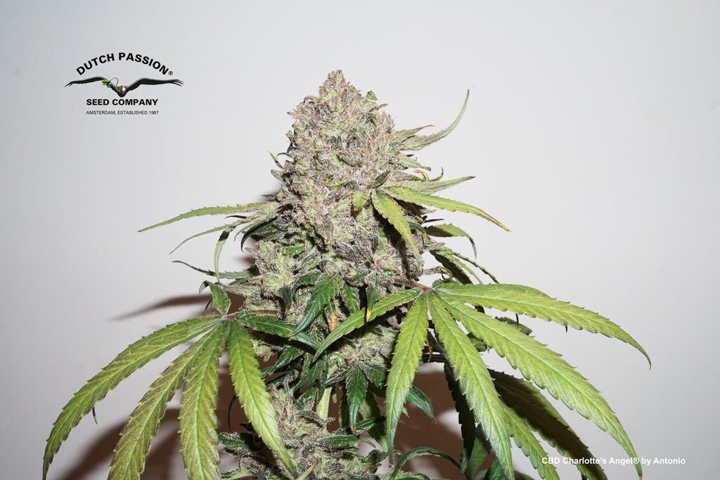 CBD Charlotte's Angel grown organics in light mix soil blended with coco fibre
