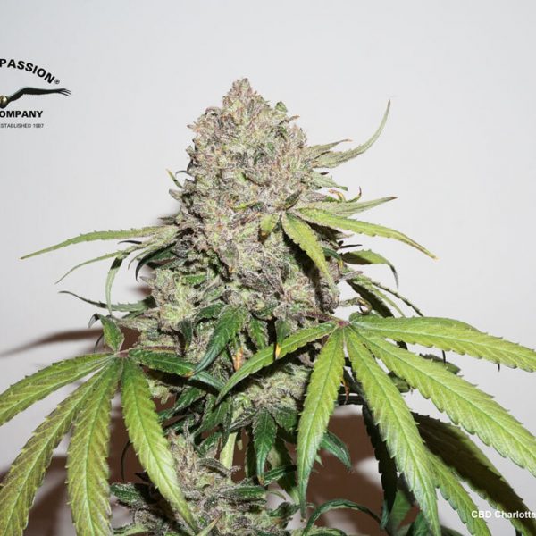CBD Charlotte's Angel grown organics in light mix soil blended with coco fibre