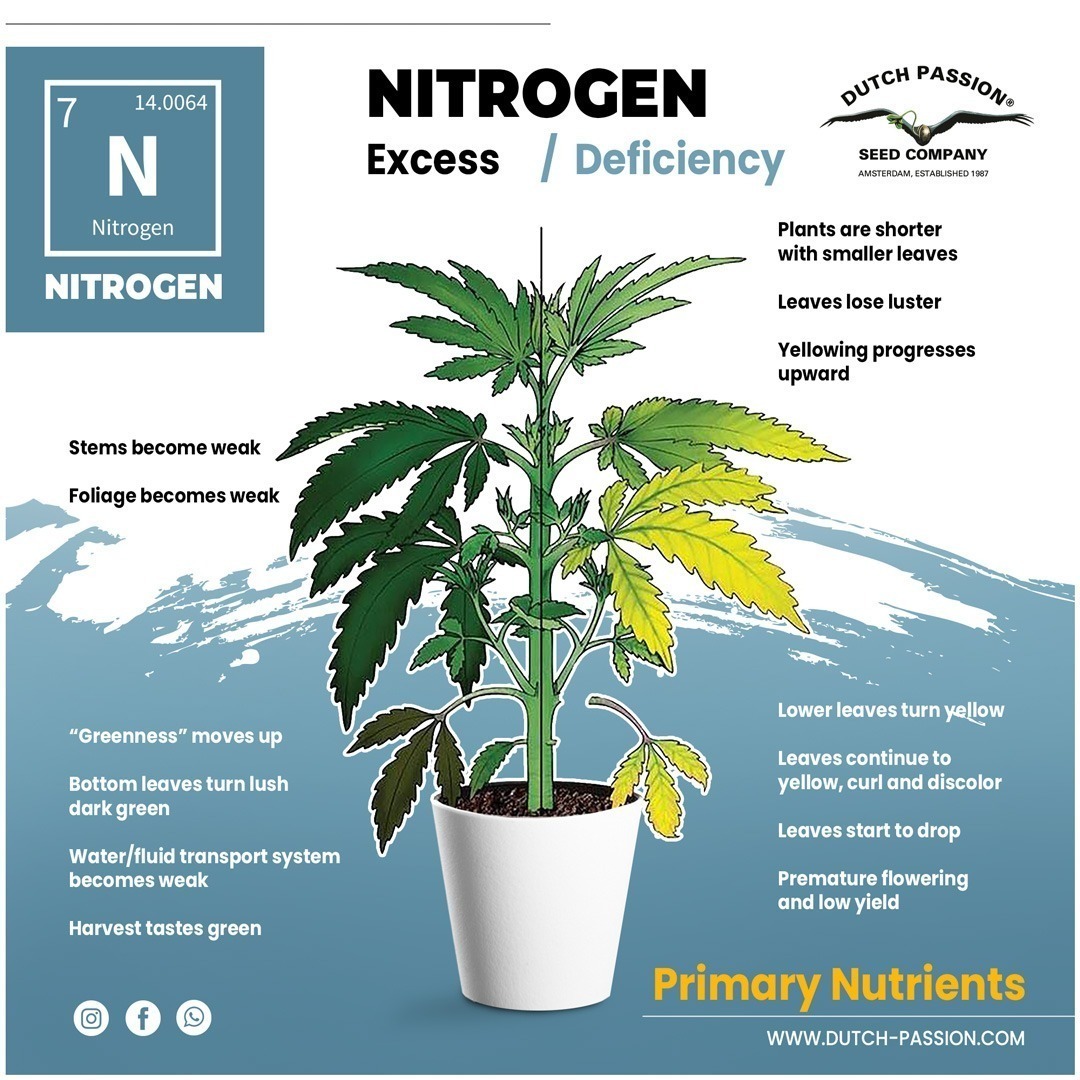 Best Cannabis Nutrients and Feeding Schedule Dutch Passion