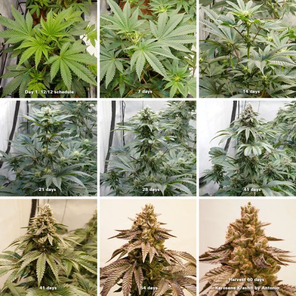 Cannabis Flowering Stage How-to Guide | Dutch Passion