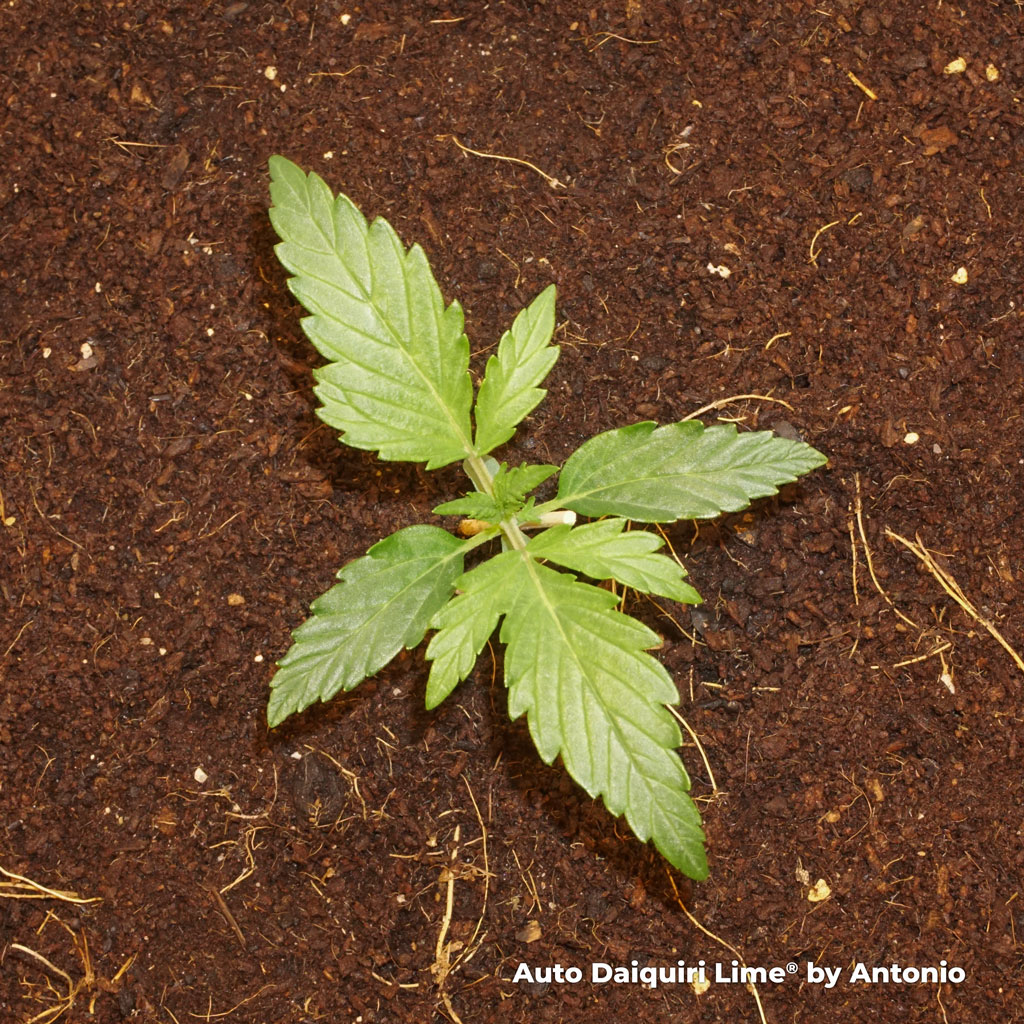 Auto Daiquiri Lime seeds are easy to grow in a range of conditions and grow mediums