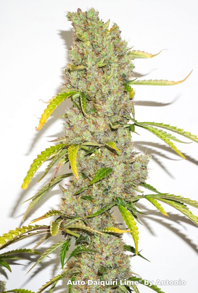 Auto Daiquiri Lime smells very citrus dominant, fruity but with a sour and gassy diesel twist