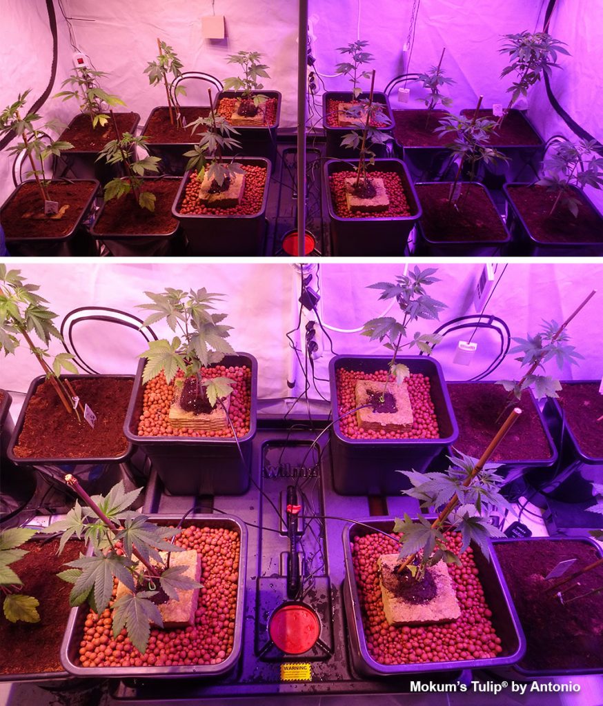 Mokum’s Tulip indoor grow in Autopots with LED lights