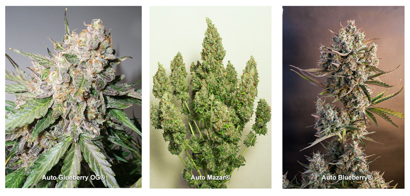 Auto cannabis grow guide