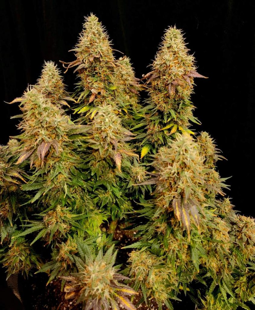 Power Plant, the perfect choice for the grower seeking high quality heavy yielding genetics. 