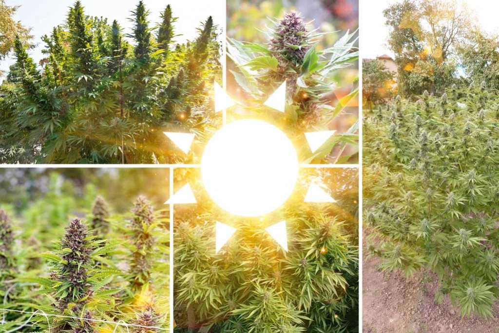 Top 10 best outdoor cannabis seeds UK