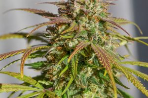 Auto Orange Bud orange colours bud