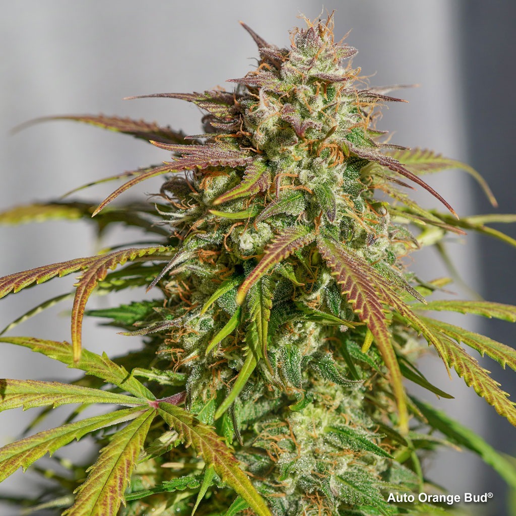 Auto Orange Bud week by week flowering grow report